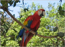 Ara Macaw