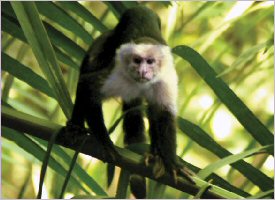 White faced monkey in Manuel Antonio, Costa Rica