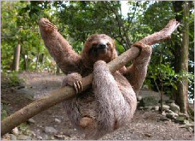 Sloth in the Manuel Antonio area