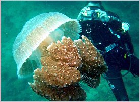 Scuba diving in Costa Rica