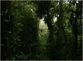 Zip between trees through the forest in Monteverde, Costa Rica