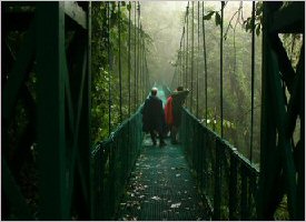 Bridges in the forest allow us to see and explore the canopy