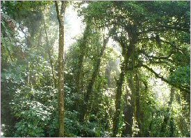 Exhuberant flora and fauna in Monteverde, Costa Rica