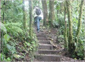 Explore the Cloud Forest in Monteverde