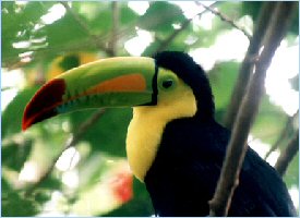 Rainbow beak Toucan in Costa Rica