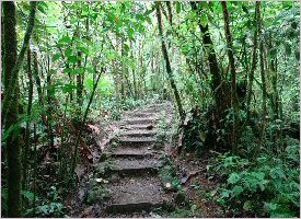 Long walk through the forest