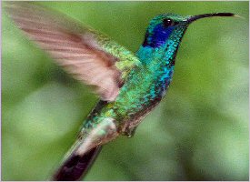 Hummingbird in Costa Rica