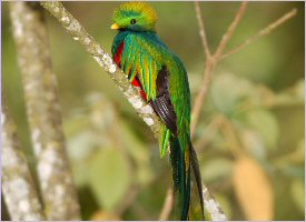 Quetzal in Costa Rica