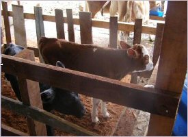 Dairy farm in Costa Rica