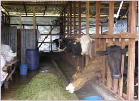 Dairy farm in the Coronado area in Costa Rica