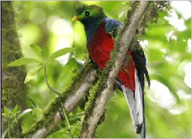 Quetzals can be seen in the forest in Costa Rica