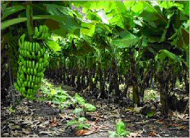Banana plantation in Sarapiqui, Costa Rica