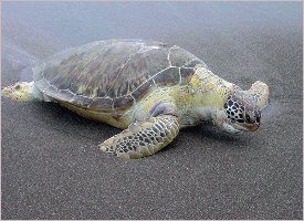 The greeen turtle nesting season is from July to October in Costa Rica